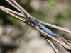 Orthetrum brunneum