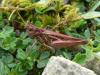 Chorthippus sp.