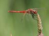 Sympetrum fonscolombii