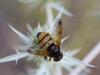51135 – Photo : fabian constant – France (48)