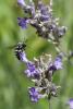 51457 – Photo : Patrick Nourdin – France (22)