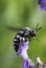 51626 – Photo : Patrick Nourdin – France (22)