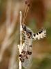51057 – Photo : Vincent Derreumaux – France (04)