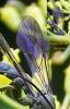 51858 – Photo : Patrice ROBIN – France (50)