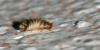 51646 – Photo : patrick derennes – France (94)