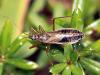 51536 – Photo : Vincent Derreumaux – France (39)