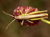 51563 – Photo : Vincent Derreumaux – France (39)