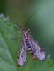 51183 – Photo : Pierre Duhem – France (74)