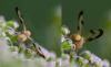 51210 – Photo : Pierre Duhem – France (74)