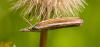 51216 – Photo : Pierre Duhem – France (74)