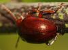 51844 – Photo : Christine DEVILLERS – Belgique