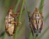 51861 – Photo : Arthropa - Benoit Martha – France (07)