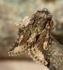 51566 – Photo : Dimitri GEYSTOR – France (47)