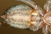 Eratigena agrestis