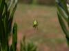 51896 – Photo : Pascal FICHOT – France (20)