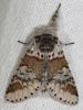 51061 – Photo : Arthropa - Benoit Martha – France (29)