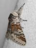 51062 – Photo : Arthropa - Benoit Martha – France (29)