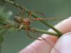 51918 – Photo : Arthropa - Benoit Martha – France (71)