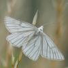 51794 – Photo : vladimir – France (67)