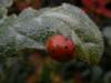 51877 – Photo : Pascal FICHOT – France (20)