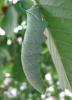 51328 – Photo : Louve – France (38)