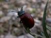 51748 – Photo : Pascal FICHOT – France (84)