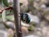 51750 – Photo : Pascal FICHOT – France (84)
