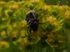 51749 – Photo : Pascal FICHOT – France (84)