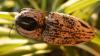 51849 – Photo : TheoG – Madagascar