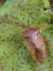 51542 – Photo : V. Czachka – France (55)