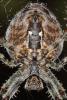 51545 – Photo : Kriznar Lucie – France (06)
