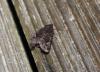 51863 – Photo : Denis Vandromme – France (56)