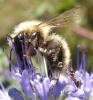 51336 – Photo : Phil – France (40)