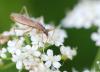 51610 – Photo : frodon – France (33)
