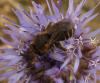 51291 – Photo : Christophe Grangier – France (38)