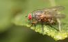 51346 – Photo : patrick derennes – France (44)