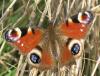 51296 – Photo : Axel Dehalleux – France (89)