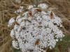 51104 – Photo : Jose HENRY – France (85)