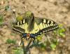 51205 – Photo : Axel Dehalleux – France (89)