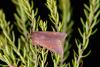 51276 – Photo : Samuel DUCEPT – France (86)
