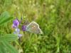 51150 – Photo : Jean-Claude HENRION – France (55)