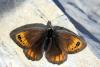 51007 – Photo : Vincent Derreumaux – France (04)