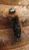 Kalotermes flavicollis
