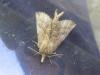 51690 – Photo : Axel Dehalleux – France (89)