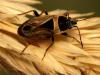 51851 – Photo : Vincent Derreumaux – France (84)