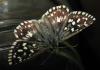 51579 – Photo : Axel Dehalleux – France (89)