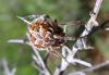 51279 – Photo : Jules d'Oc – France (34)