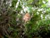 51558 – Photo : Jules d'Oc – France (34)