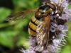 51211 – Photo : Axel Dehalleux – France (89)