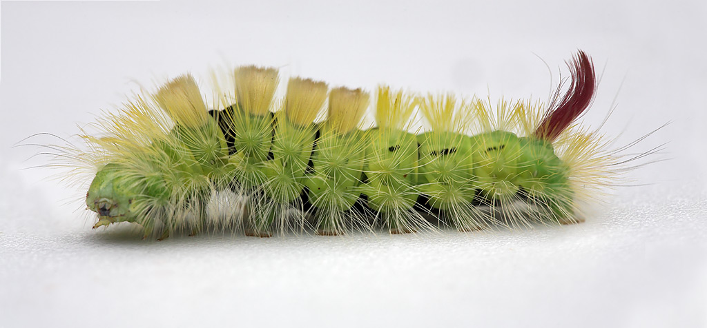 microbe - Calliteara (Elkeneria) pudibunda - réf. 51222 (1024 x 476 pixels, 124 ko)